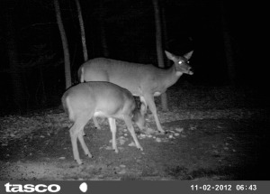 trail cam deer 11 2012
